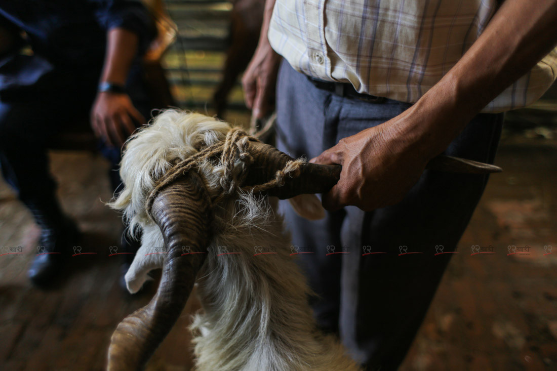 SunilPradhan_Livestock_12khariphotos (4)1664444273.JPG